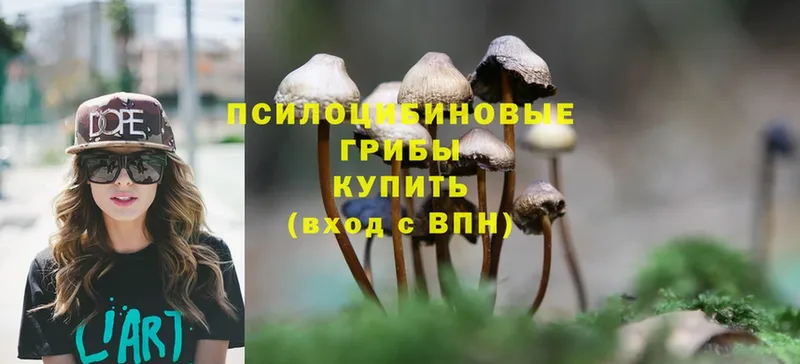 наркота  Любим  Псилоцибиновые грибы Psilocybine cubensis 